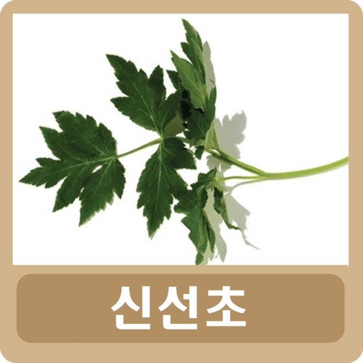  신선초(명일엽) 효능 및 부작용 먹는 방법