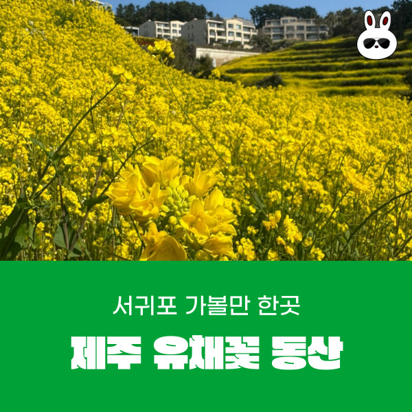  제주 서귀포시 가볼 곳 추천 올레7길 유채꽃 동산