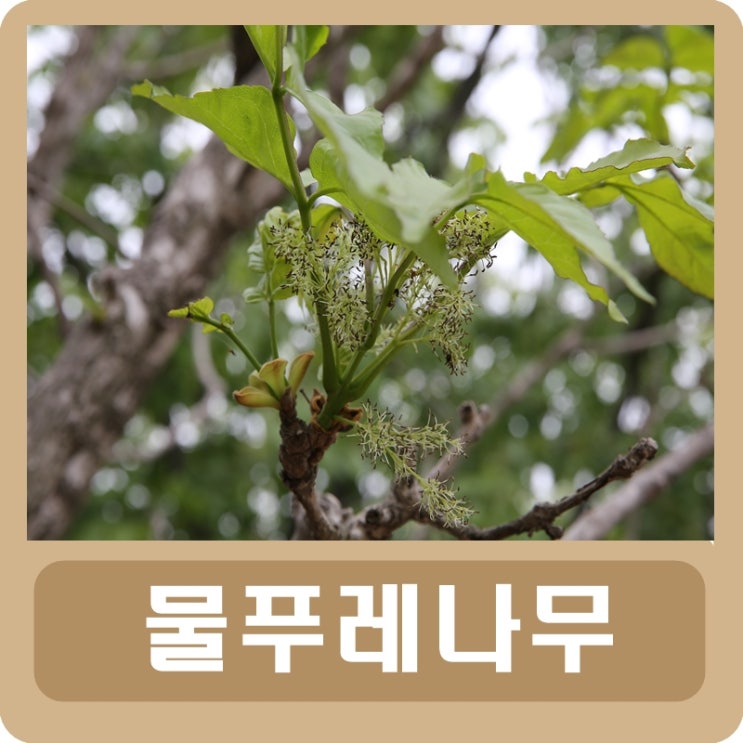  물푸레나무 효능 부작용 완벽 정리