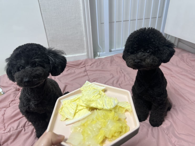  강아지 알배추 급여량 효능 주의할점 생배추 삶은배추는?