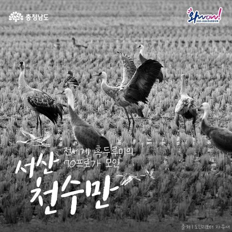 충남 가볼만한곳 전세계 흑두루미의 70%가 모인 서산 천수만 | 충남도청페이스북