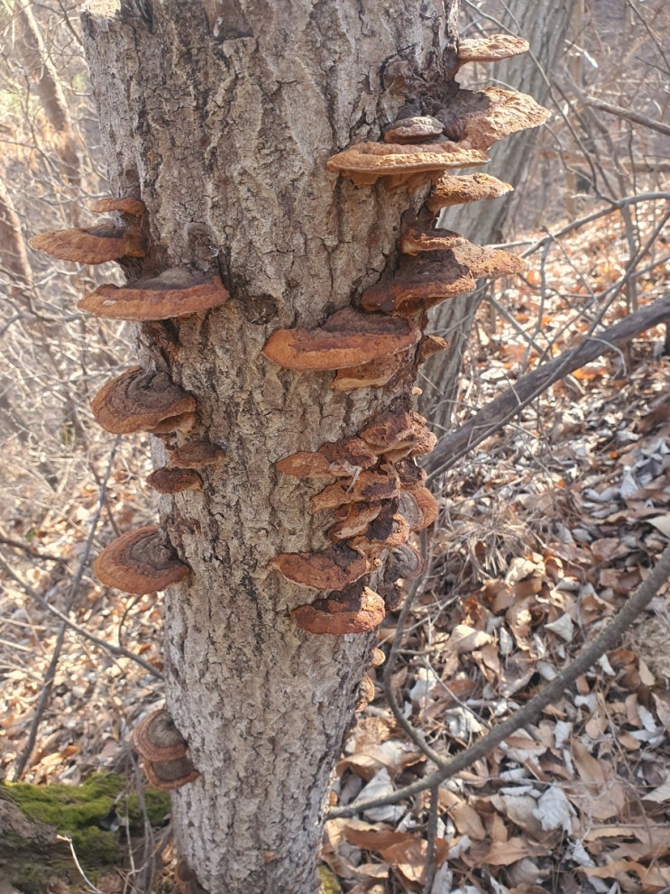 겨울의 끝자락 상황버섯 산행  이제는 봄 산행을 시작해야겠어요