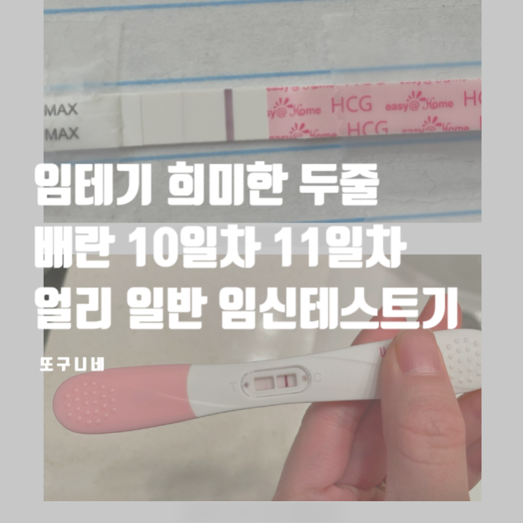  임테기 희미한 두줄 오류? 얼리 일반 임신테스트기 배란 10일차 11일차