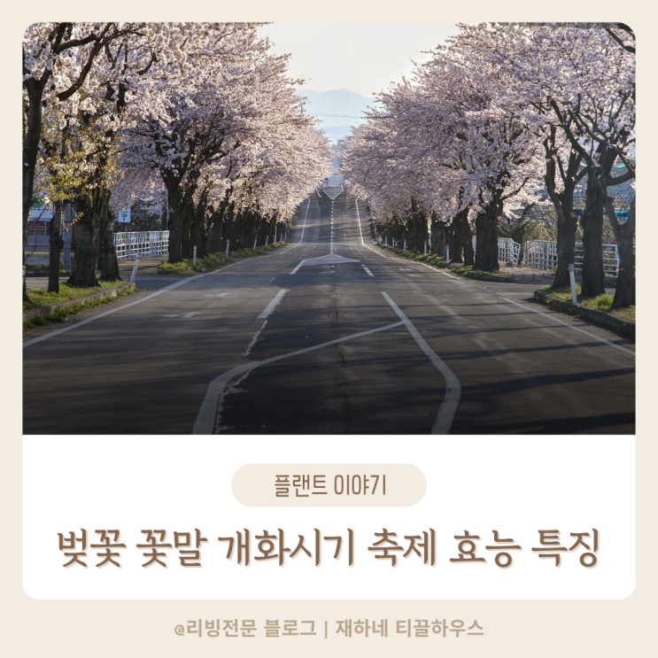  벚꽃 꽃말 개화시기 축제 효능