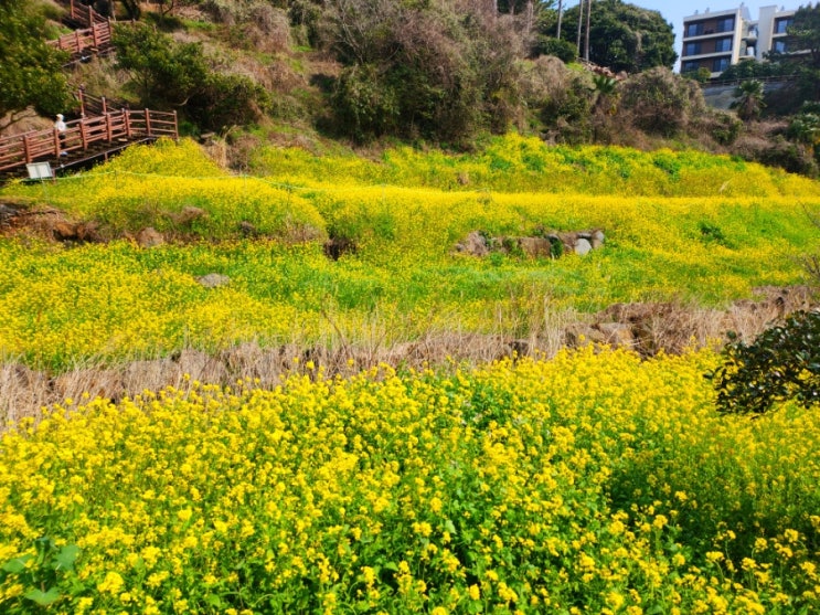  제주 엉덩물계곡 3월 유채꽃근황