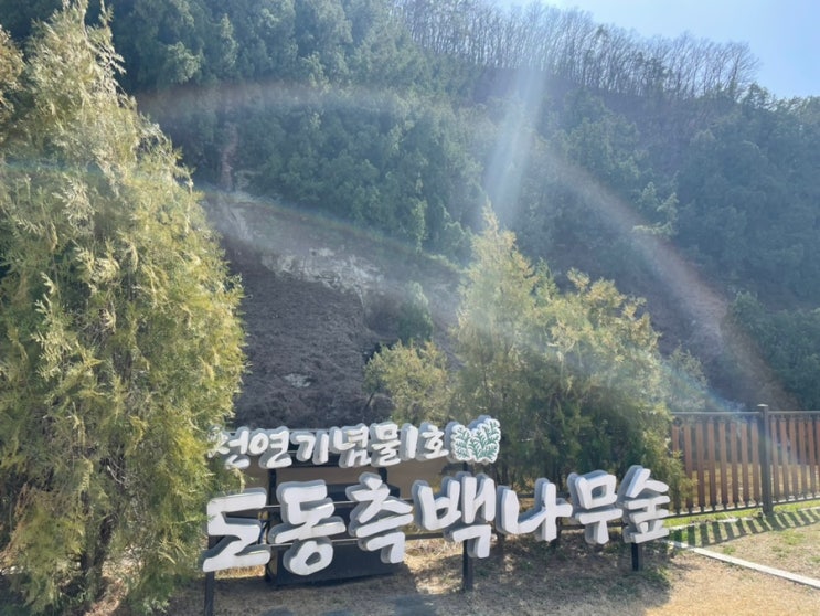 대구 가볼만한 곳, <b>천연기념물</b> 1호 도동측백<b>나무</b>숲과 연리지... 