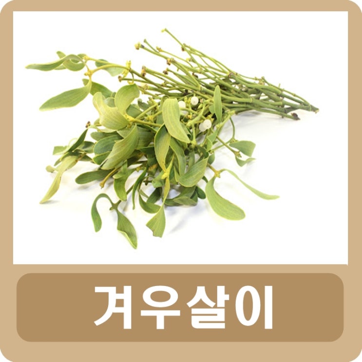  겨우살이 효능 겨우살이 차 부작용