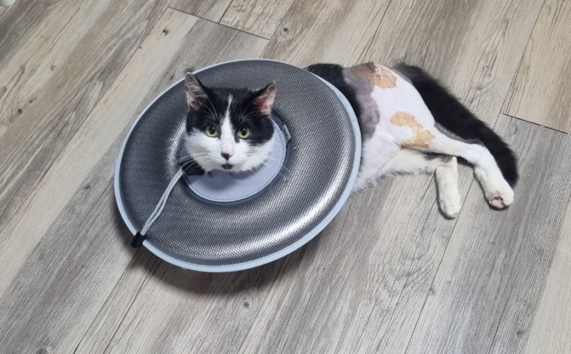 청주 고양이 동물병원, 정성환 동물병원 #고양이 탈골 수술, 중성화수술