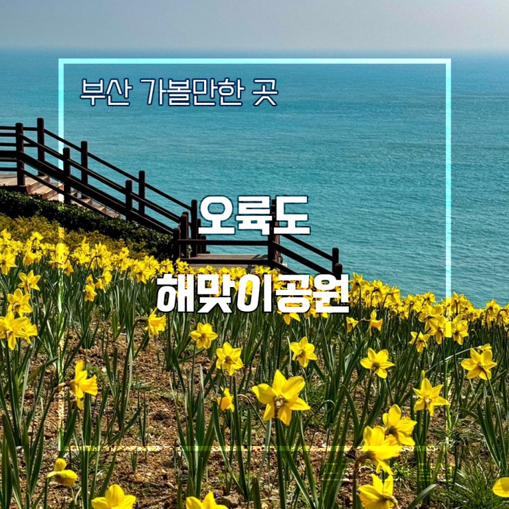 부산 오륙도 해맞이공원 수선화 실시간 개화상황 주차정보