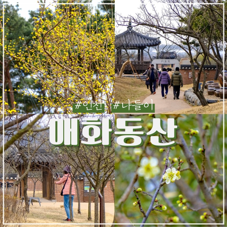 인천 매화 명소 아라뱃길 매화동산