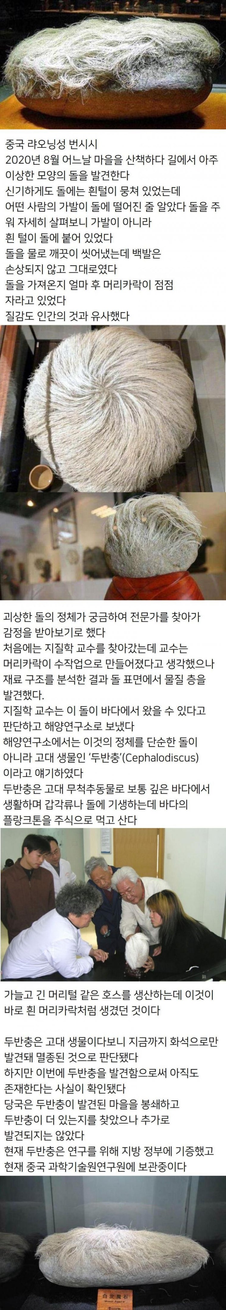  머리카락이 자라는 돌