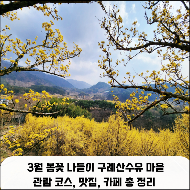 3월 봄꽃 나들이, 구례산수유 마을 주요 관람로, 맛집, 카페 총정리