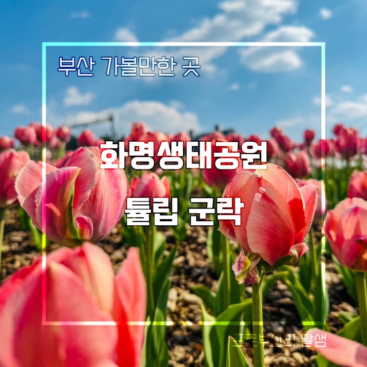 부산 튤립 명소 화명생태공원 실시간 개화상황 주차정보 부산 봄꽃
