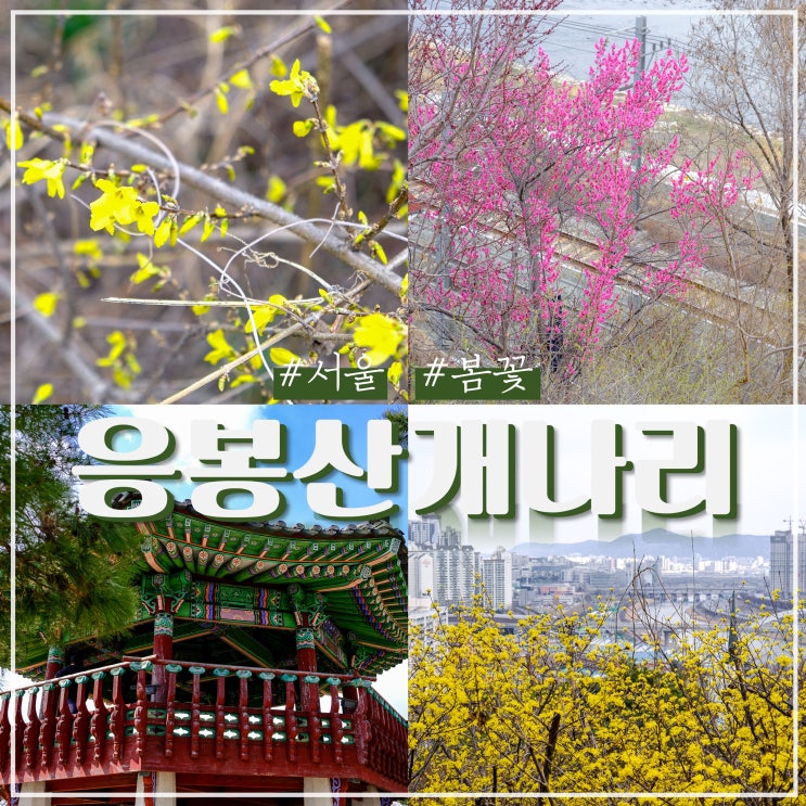 서울 응봉산 개나리 축제 일정 및 개화시기