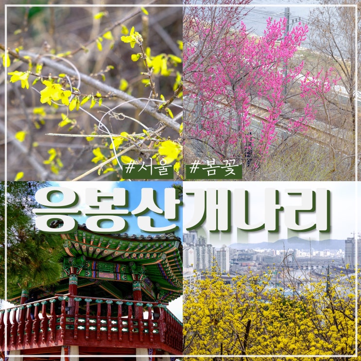  서울 응봉산 개나리 축제 일정 및 개화시기