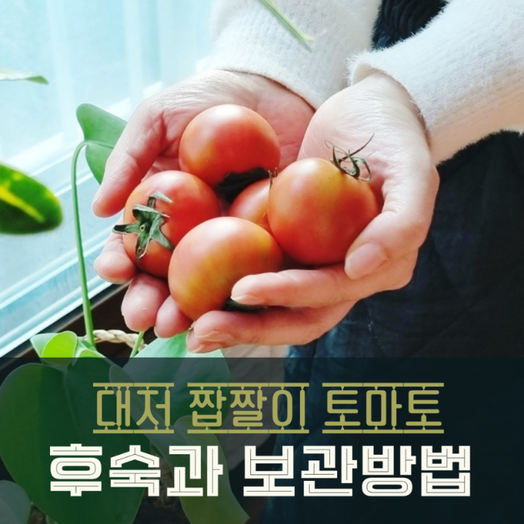  대저 짭짤이 토마토 후숙 보관법 및 샐러드요리 만들기