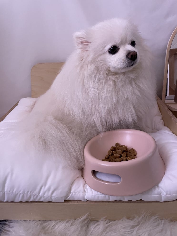  강아지 도자기밥그릇 쓰임 마리벨 애견식기