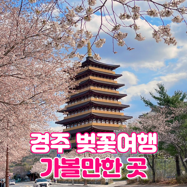 [여행] 경주 벚꽃여행 가볼만한 곳 벚꽃 개화시기?