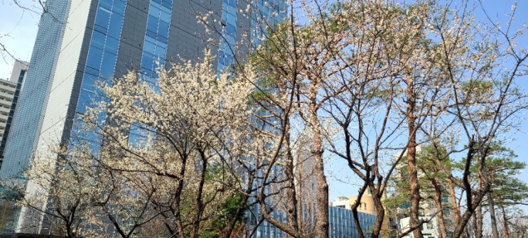  벚꽃 관찰 일지1, 공덕역 경의선 숲길 벚꽃 상황 공유