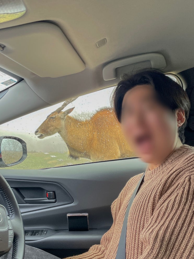 일본 후쿠오카 동물원 벳푸 아프리칸 사파리 벳부 가볼만한 곳  | 가는법 렌트카 입장료 소요시간