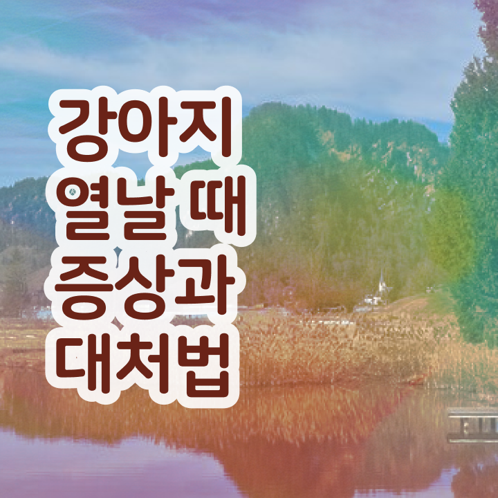  반려동물 보험   반려동물실비보험  반려동물관리사  추천