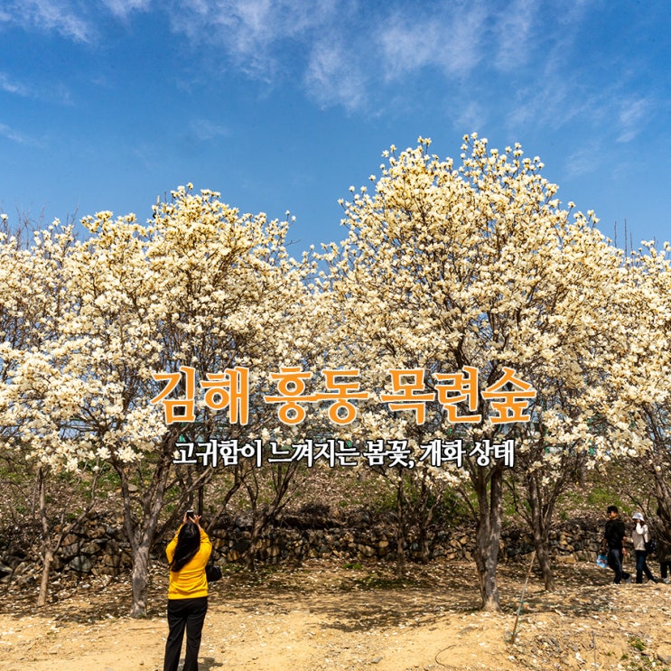 김해 흥동 목련숲 개화 상태, 주차 위치, 고귀함이 느껴지는 봄꽃