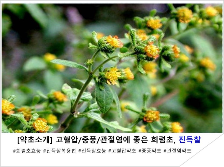  [약초소개] 고혈압/중풍/관절염에 좋은 희렴초, 진득찰