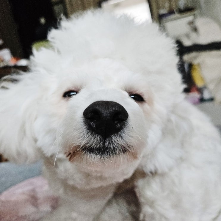  광주 보훈병원 보훈김밥라면/귀여운 강아지로 힐링