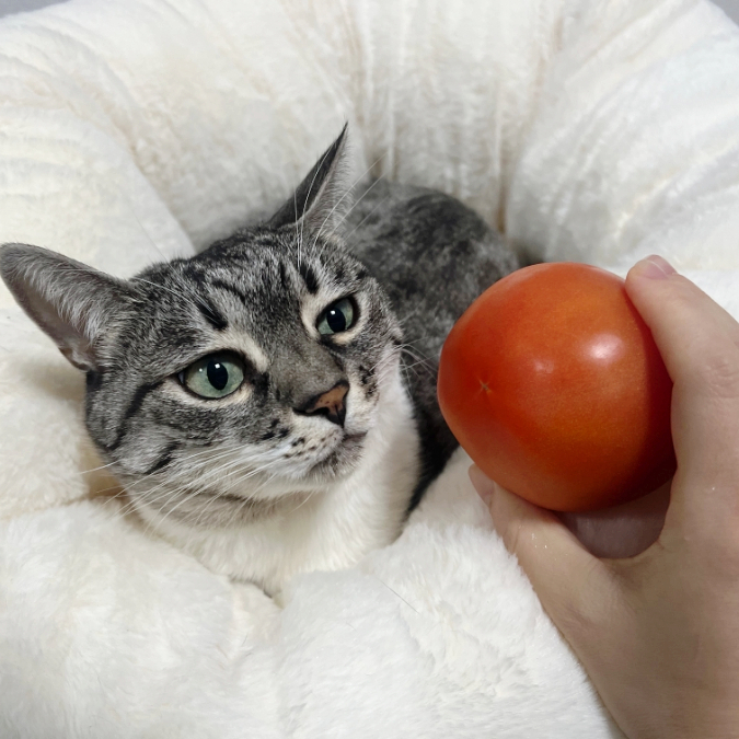 고양이 토마토 방울토마토 과일 급여 주의점 알아두기 고양이 토마토 방울토마토 과일 급여 주의점 알아두기