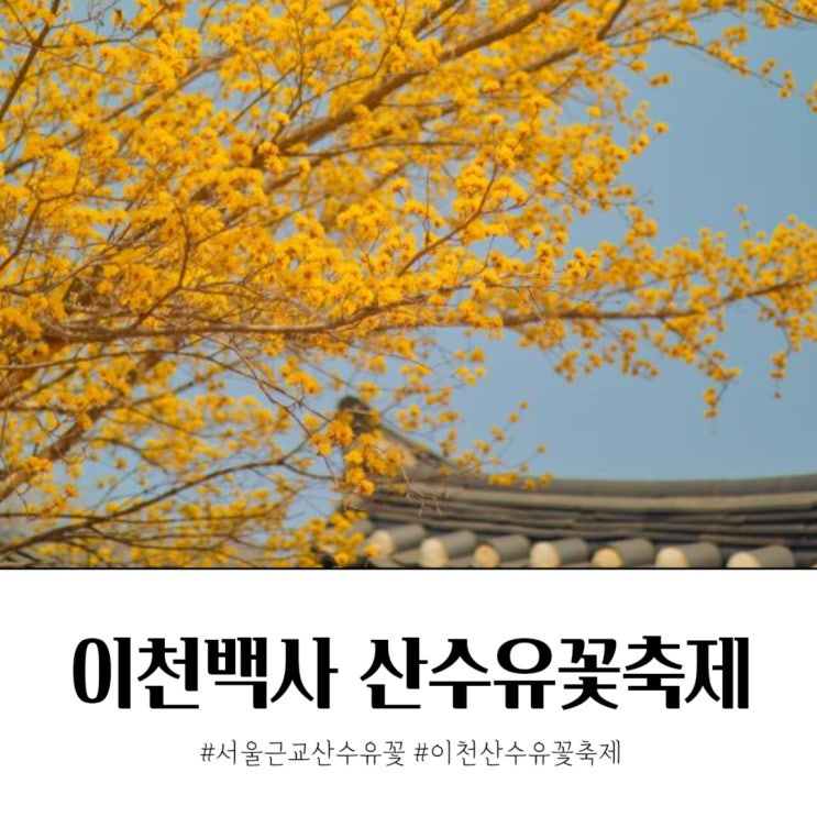  이번 주말 이천백사 산수유꽃축제 기본 정보