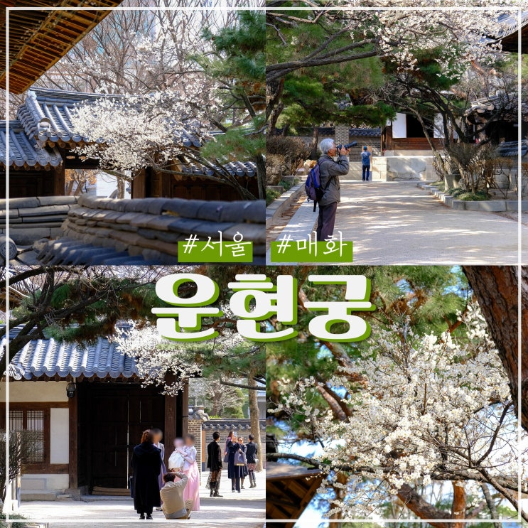  서울 운현궁 매화 명소 봄 나들이