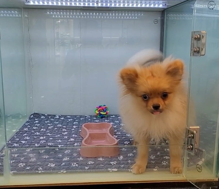  포메라니안 전국최저가분양 / 포메분양 / 포메라니안가 / 포메라니안가격 / 포메라니안오드아이 / 세종시강아지분양/ 원독