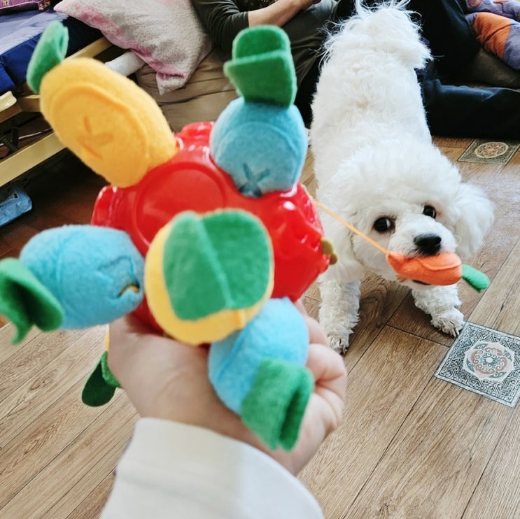  클라우더 강아지 당근 노즈워크 간식 삑삑이 인형