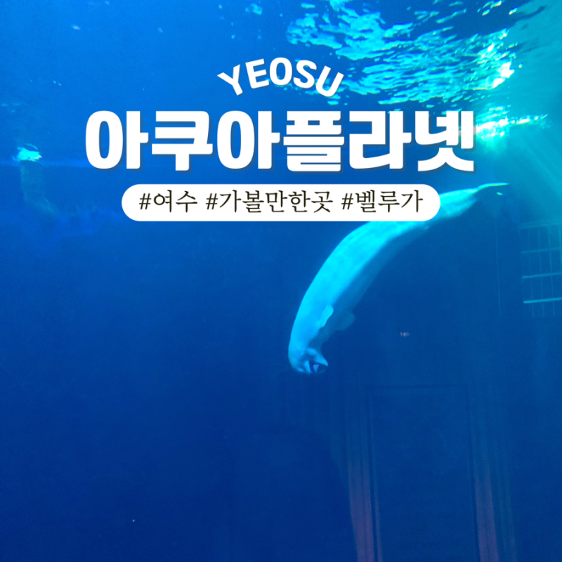여수 여행 아쿠아플라넷 벨루가 쇼_할인 가격