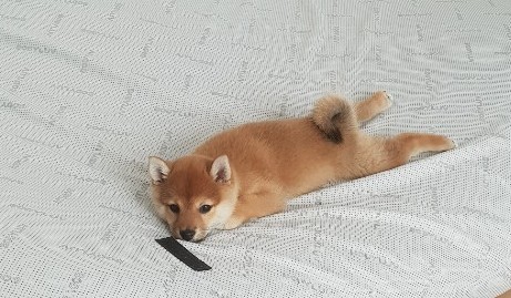  강아지 키운다면 꼭 써야되는 반려동물 아이템 , 시바견 견주필독