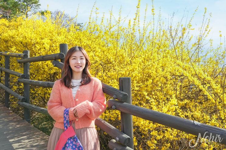 서울 응봉산 개나리 축제 팔각정 3월 꽃구경