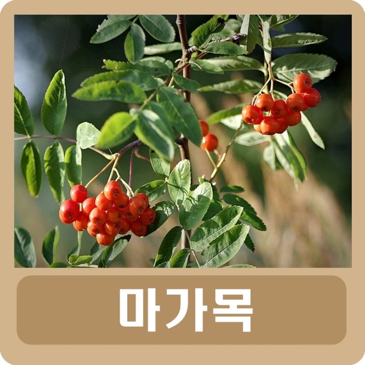  마가목 효능 나무 부작용 열매 먹는 법