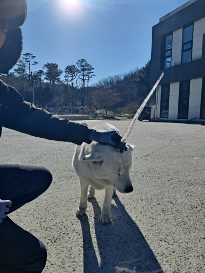 한국탐지견반려견아카데미