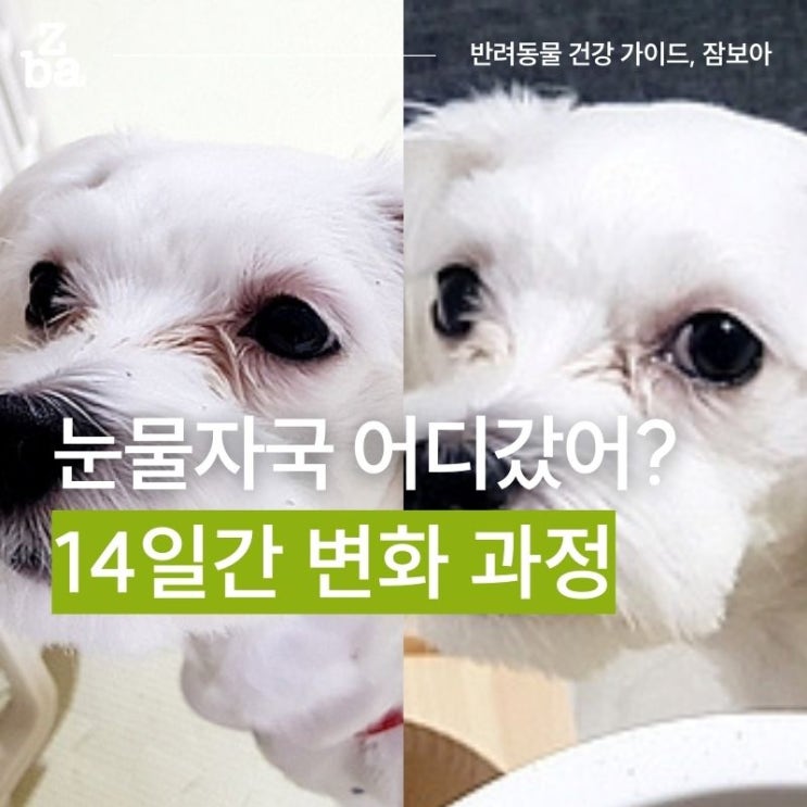  강아지 눈물자국 전쟁, 14일간 변화 과정