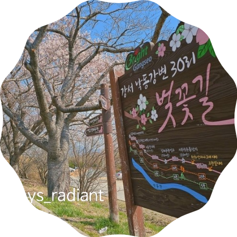 벚꽃명소 부산 낙동강 30리 벚꽃길 1등으로 핀 왕벚나무