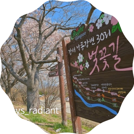  벚꽃명소 부산 낙동강 30리 벚꽃길 1등으로 핀 왕벚나무