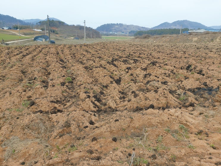  2024년 현주네팜 햇고추 브이로그 ing