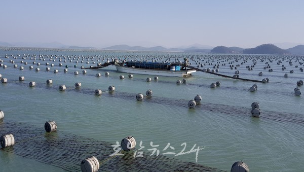  전남도 2024년 김 산업 진흥구역 선정 100억  예산 확보, 혁신클러스터 구축에 탄력