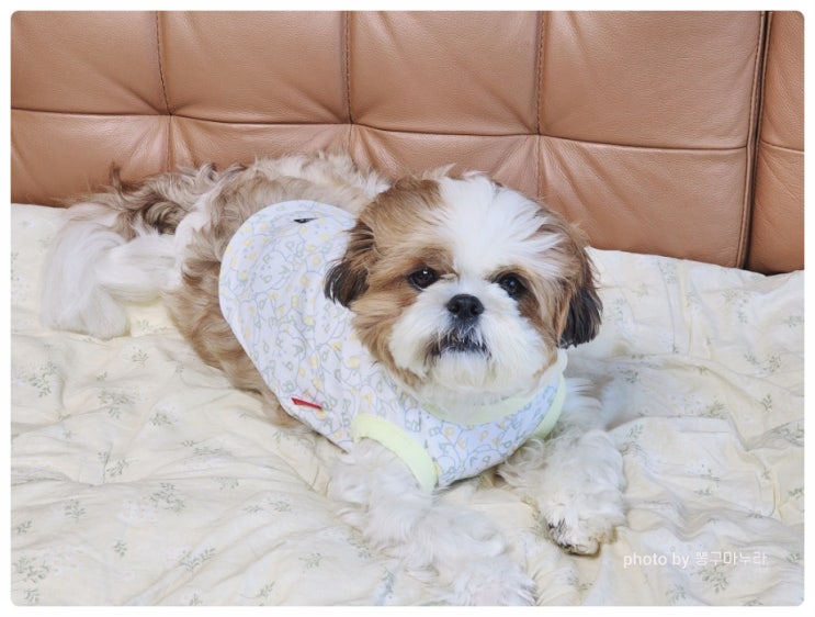  키니키니 강아지 옷 브랜드 어프어프 슬리브 애견의류 실내복