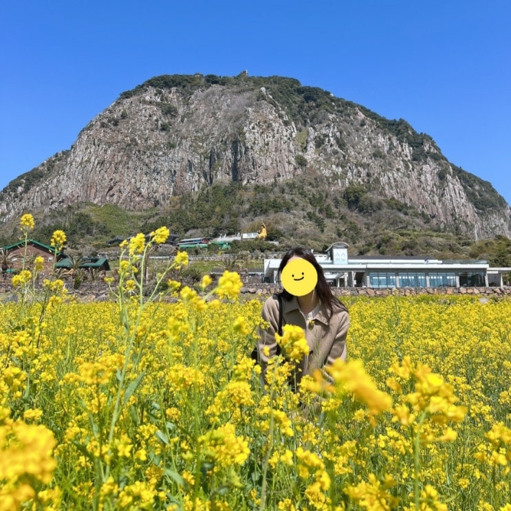  제주도 유채꽃 시기, 산방산 유채꽃으로 인스타 피드 꾸미기