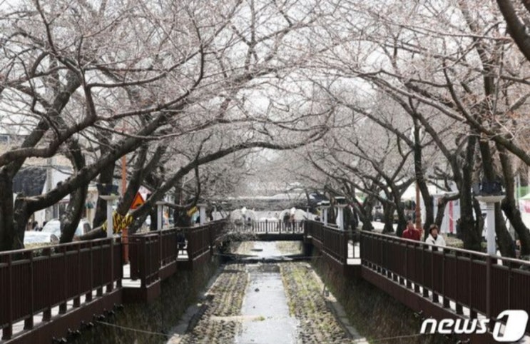 <실시간 핫이슈> 일본 벚꽃여행 포기? 치사율 30% 전염병 발생 <실시간 핫이슈> 일본 벚꽃여행 포기? 치사율 30% 전염병 발생