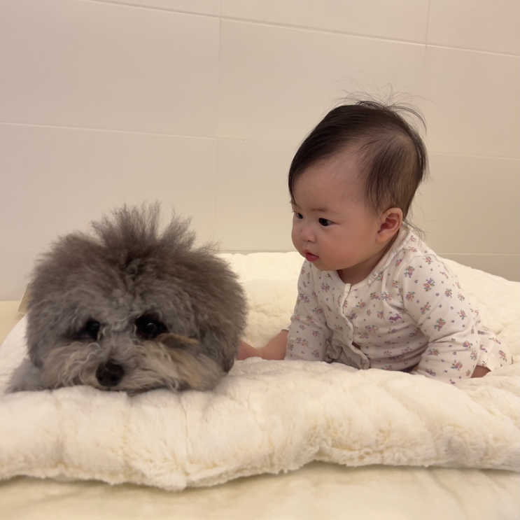  하얀 강아지 꿈해몽 후기, 길몽일까 흉몽일까?