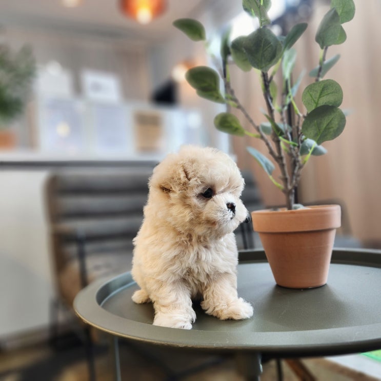  대구 말티푸 강아지 분양 '바비'를 입양하실 보호자를 찾아요!_경산 홈즈펫타운