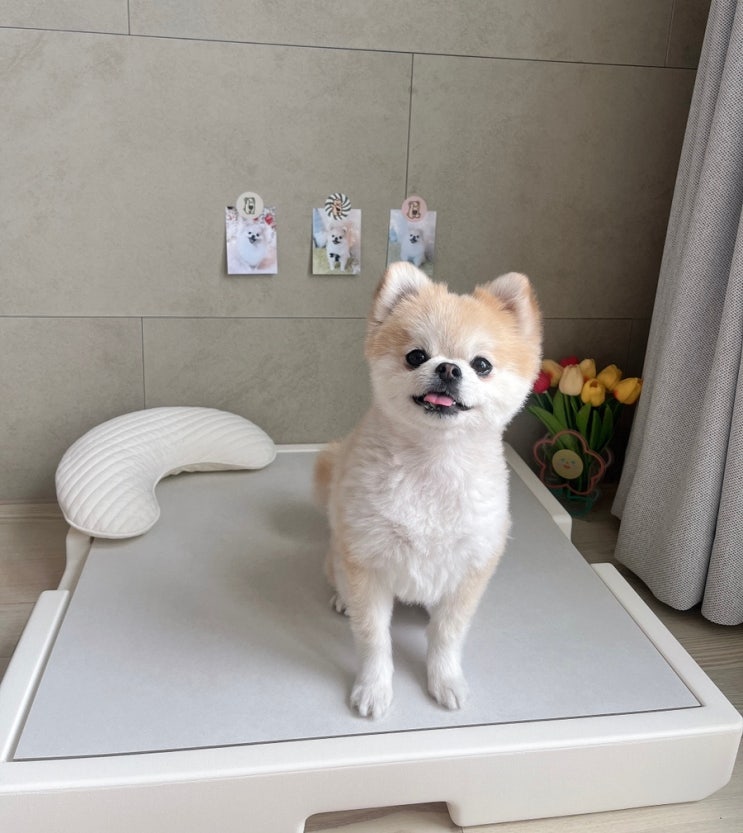  [강아지 쿨매트] 파미야 대리석 쿨매트 추천!