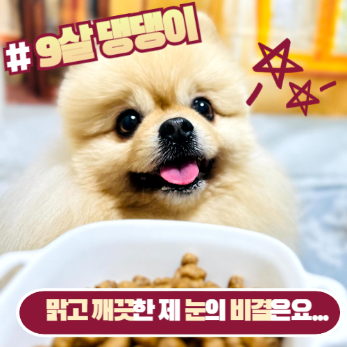  9살 내새꾸 맑고 촉촉한 눈 '절대 지켜!' 강아지눈물사료(패미펫)